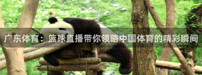 广东体育：篮球直播带你领略中国体育的精彩瞬间
